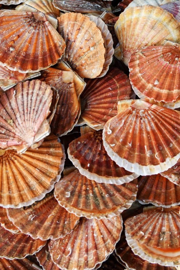 fresh-scallops-on-a-seafood-market-at-dieppe-france