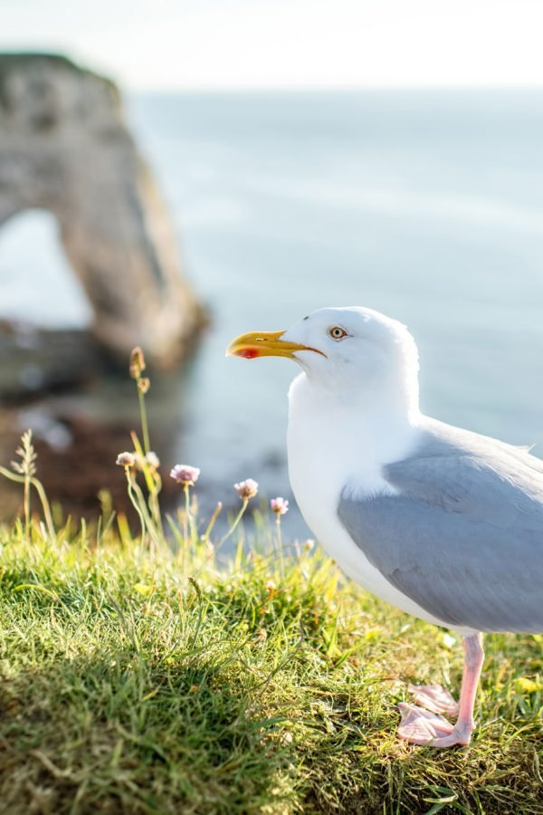 seagull-standing-on-the-beautiful-rocky-coastline-in-france