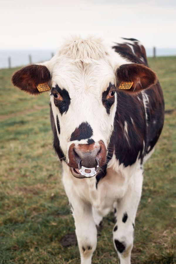 spotted-cow-with-a-pierced-nose-in-normandy-france